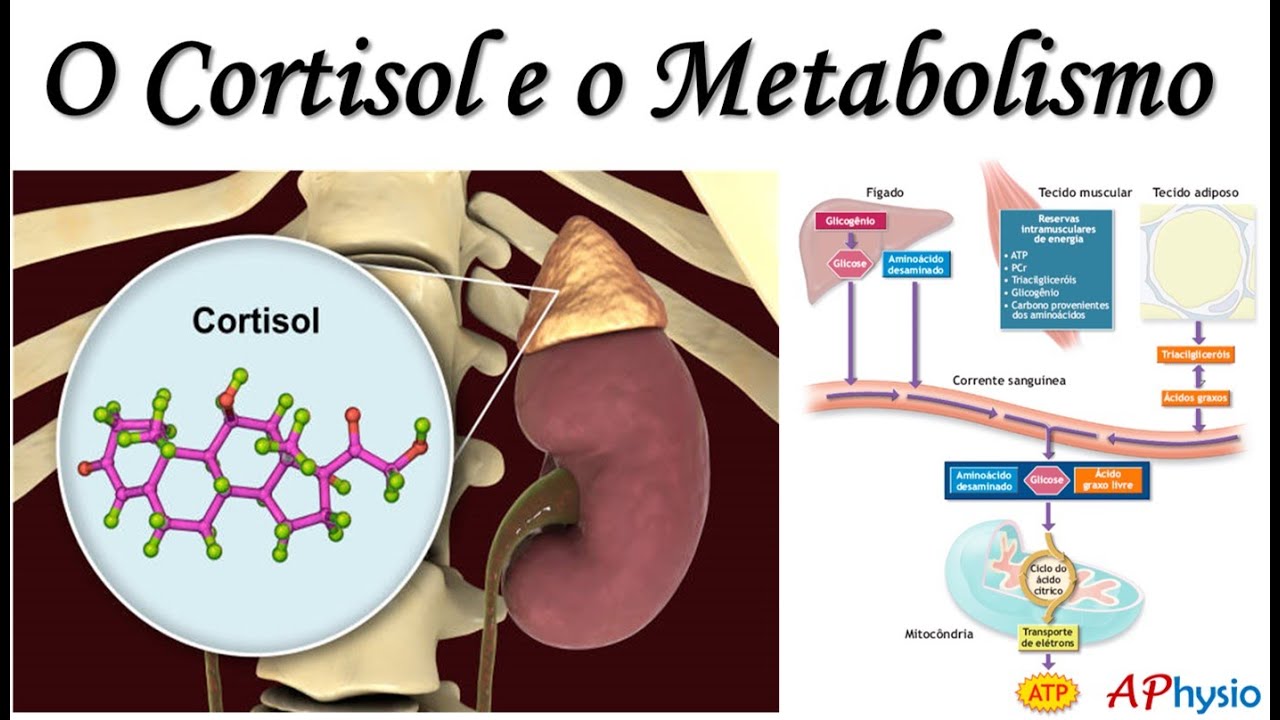 Ações Metabólicas do Cortisol (no metabolismo dos carboidratos, gorduras e proteínas)