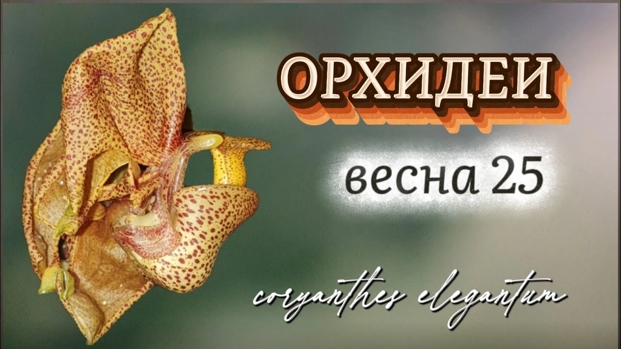 Весеннее цветение ОРХИДЕЙ ..особенно новых))