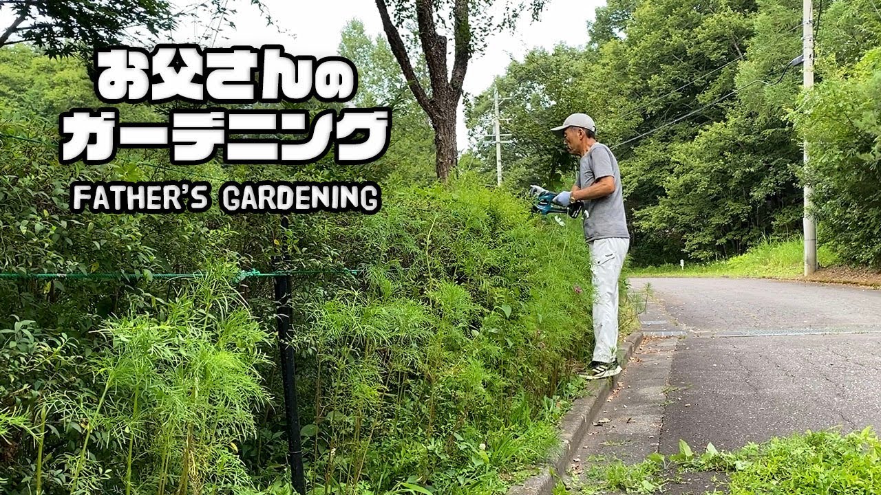 【ルンルンの裏庭】生け垣を刈り込んだお父さんと近くを離れないルンルン、アラン、ベル【お父さんのガーデニング】