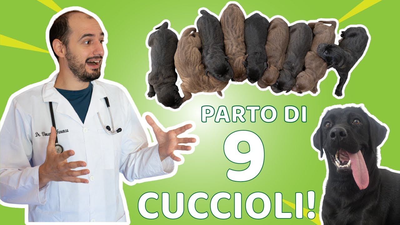 Cuccioli di cane. Gravidanza, parto e allattamento: la storia di Ariel, mamma labrador.