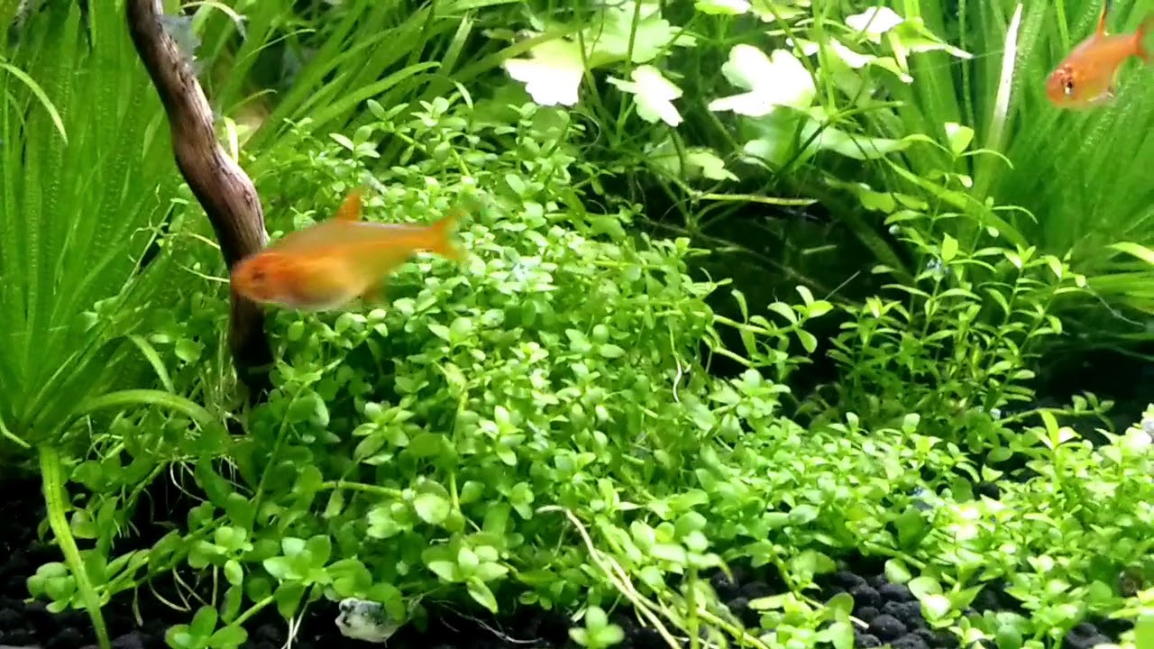 Aquarium Focus Episode 2