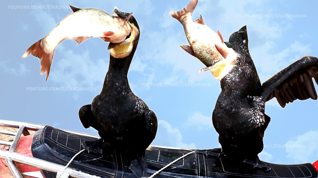 Incredible bird! The BIRDS are eating bigger FISH than themselves - Fishing With Birds