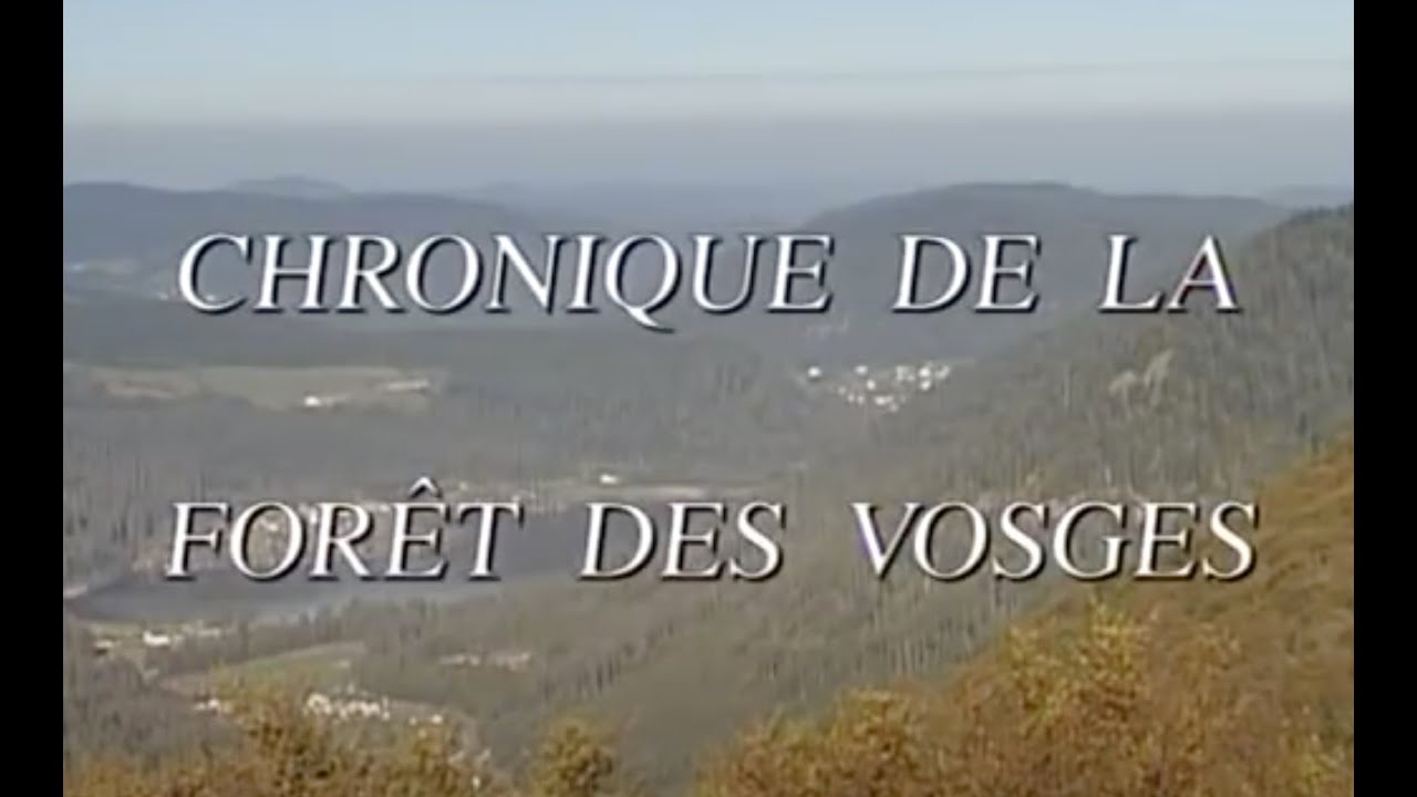 CHRONIQUE DE LA FORÊT DES VOSGES, version courte 56' (1994/95)