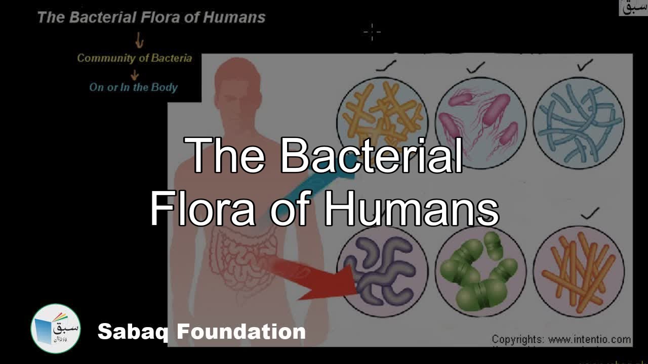 The Bacterial Flora of Humans, Biology Lecture | Sabaq.pk