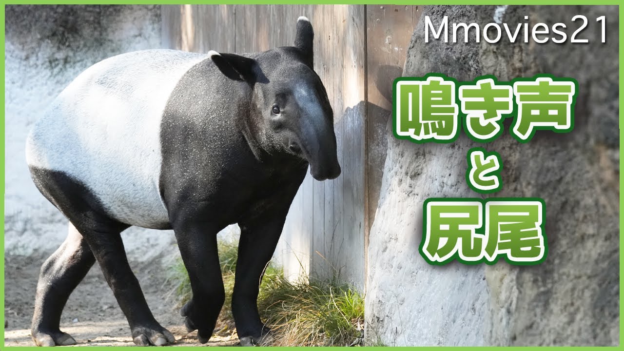 【マレーバクの鳴き声】尻尾がはっきり見える瞬間~4月27日は世界バクの日