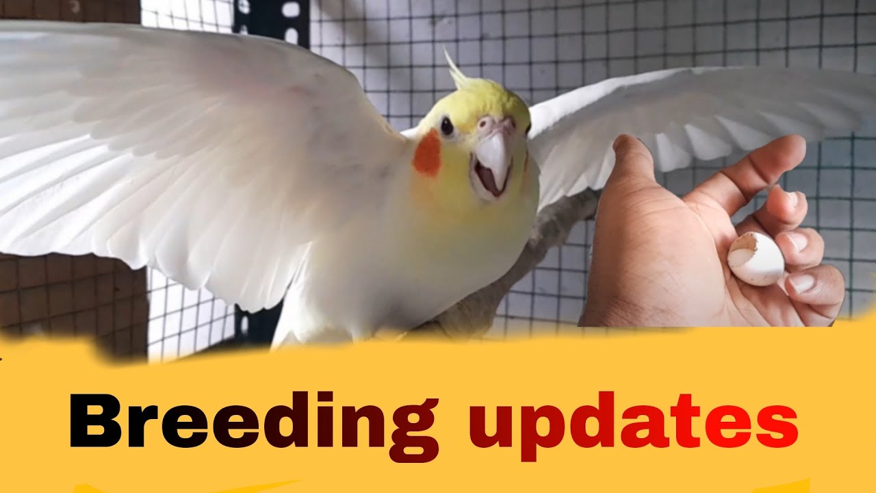 Farm Breeding update | Cocktiel Breeding | Foster Parents | Shas Birds