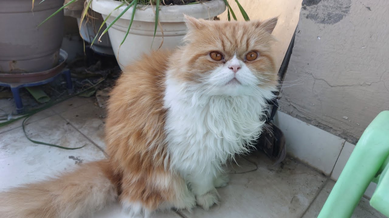 Cute cat funny pet video