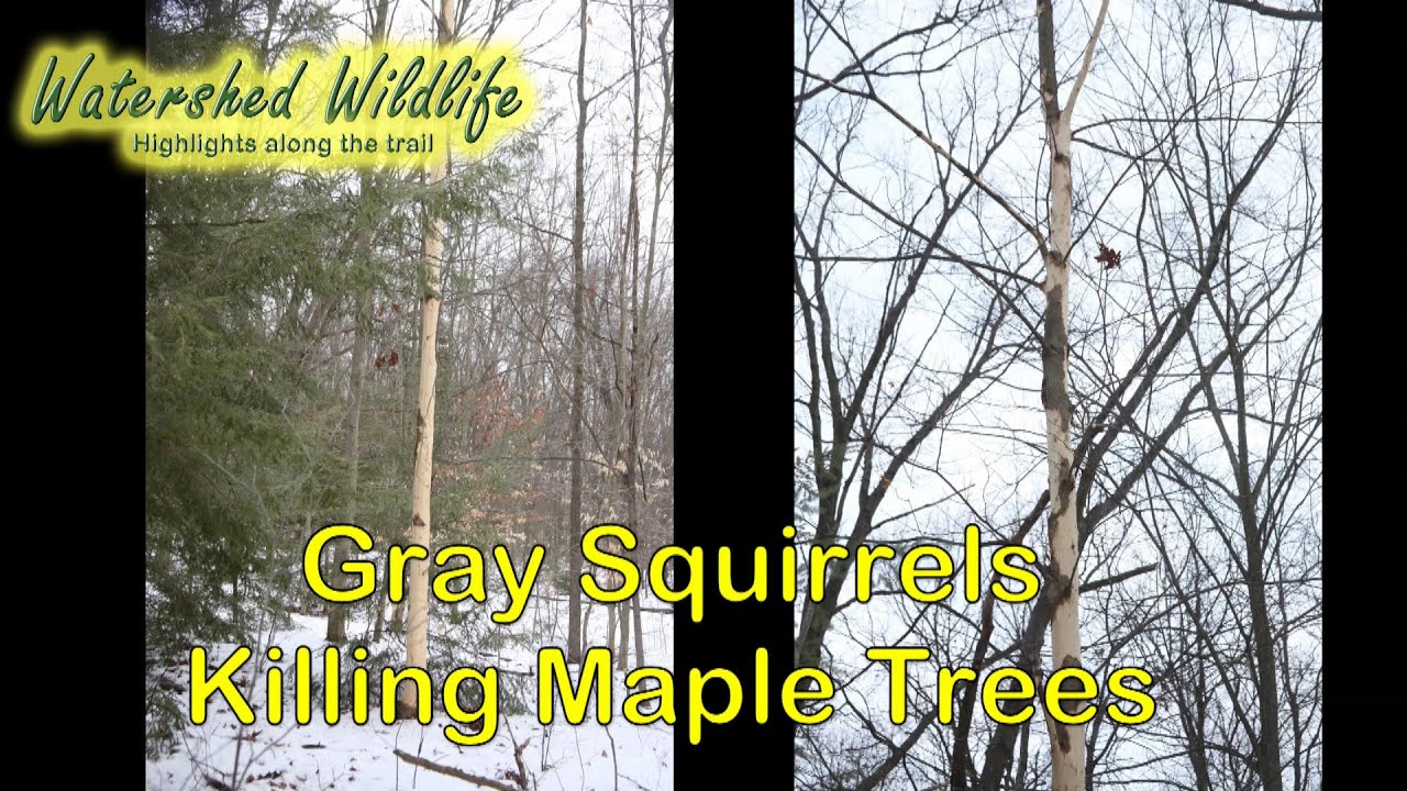 Gray Squirrels Killing Michigan Maples