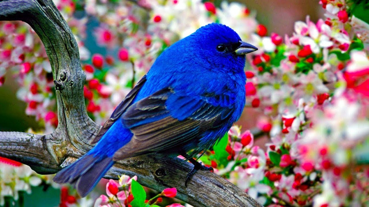 Uzdrawiająca muzyka dla serca i naczyń krwionośnych 🌿 Muzyka na głęboki sen i relaks dla duszy