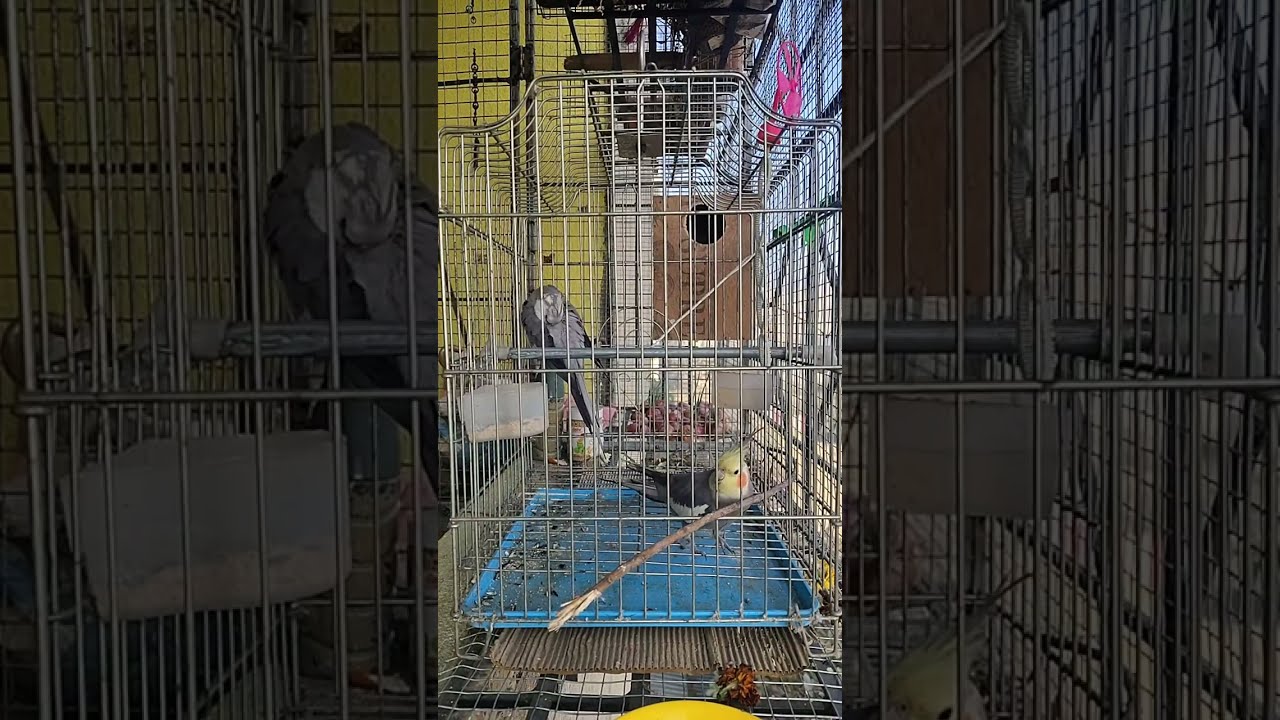 ShonaTheCockatiel  saying gud morning ♥️