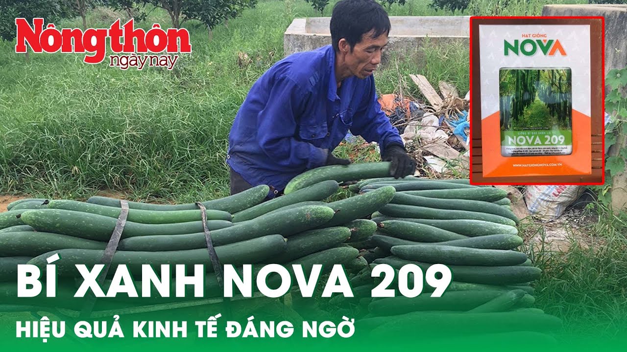 Bí quyết chăm sóc mô hình trồng bí xanh Nova 209 đạt hiệu quả cao | Báo Nông Thôn Ngày Nay