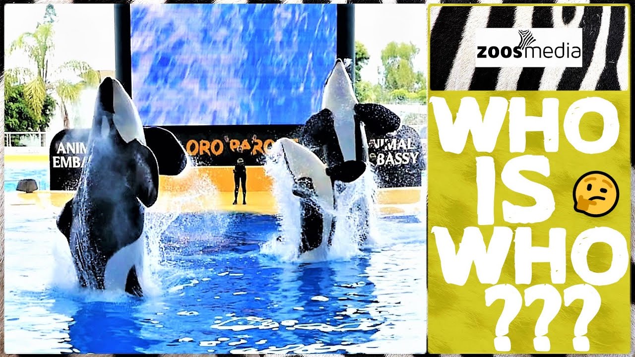 Loro Parque: Die ORCA-Männchen | zoos.media