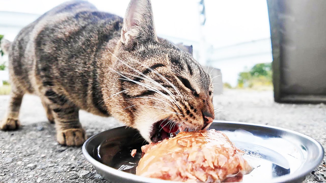 さくらねこたちと野良猫がおいしそうにご飯を食べる 神のご加護を！ちゅーる 感動猫動画 癒され野良猫動画