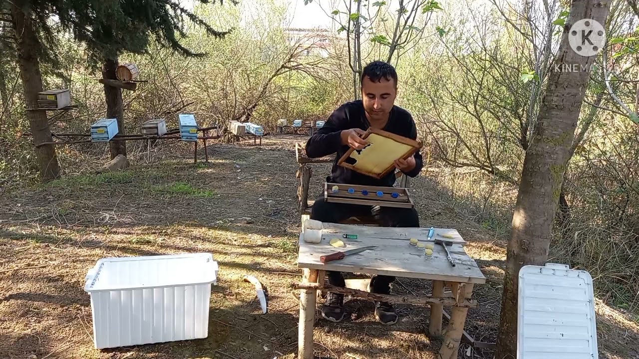 Ana arı kıraliçe nasıl yetiştirilir