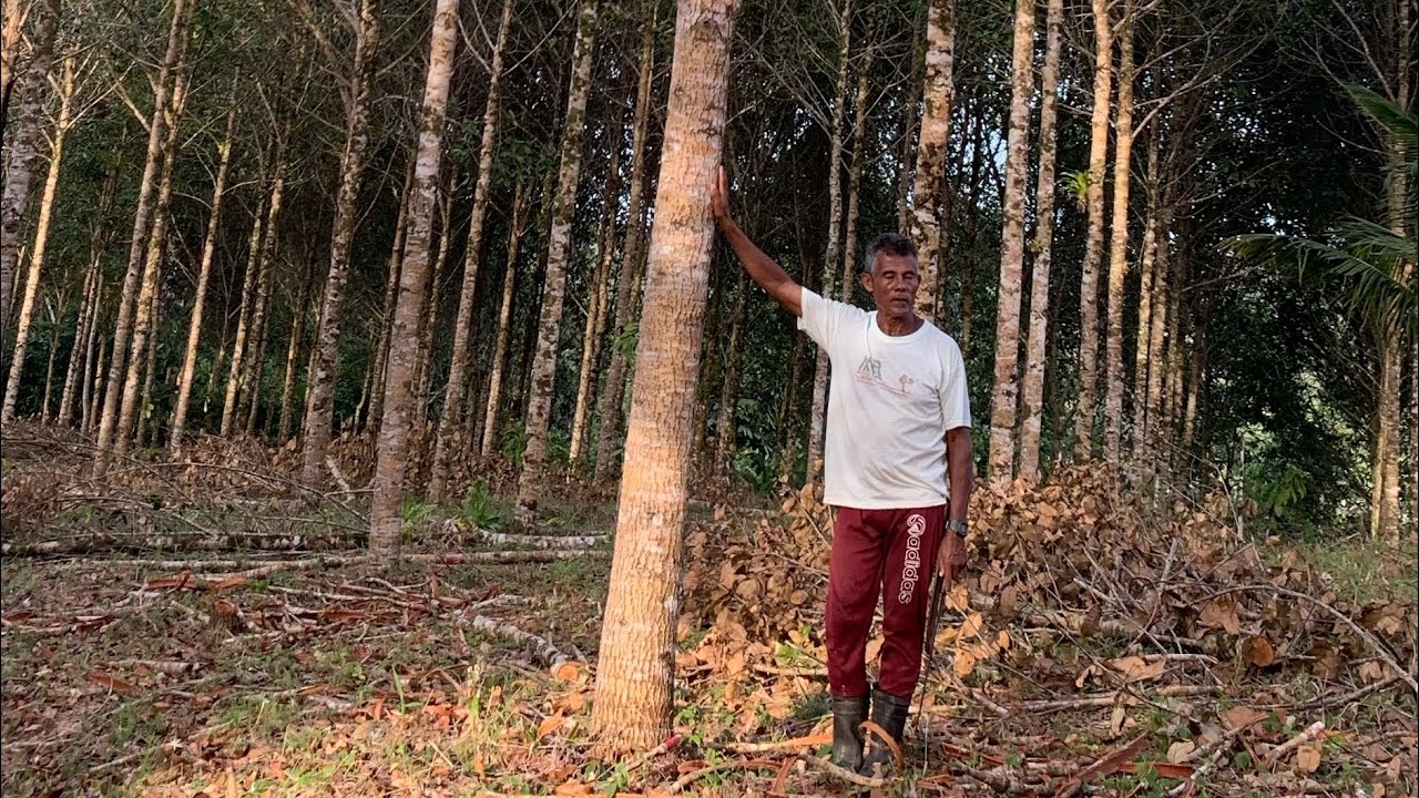 Guanandi com 6 anos de plantado