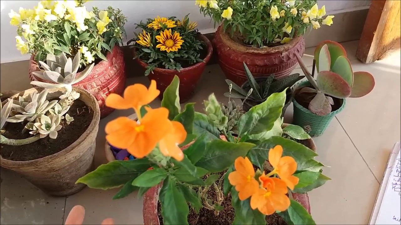 How to Grow Crossandra Plant N All Care Tips(With English Subtitles)