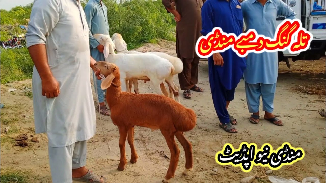 Talagang dumba Mandi/zero size Turkey dumba kids rates/dumba Mandi new update 2025/