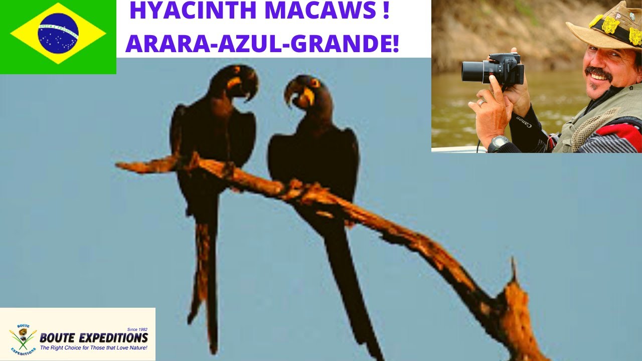 HYACINTH MACAWS ! ARARA-AZUL-GRANDE !  NO PANTANAL - BRASIL!!!