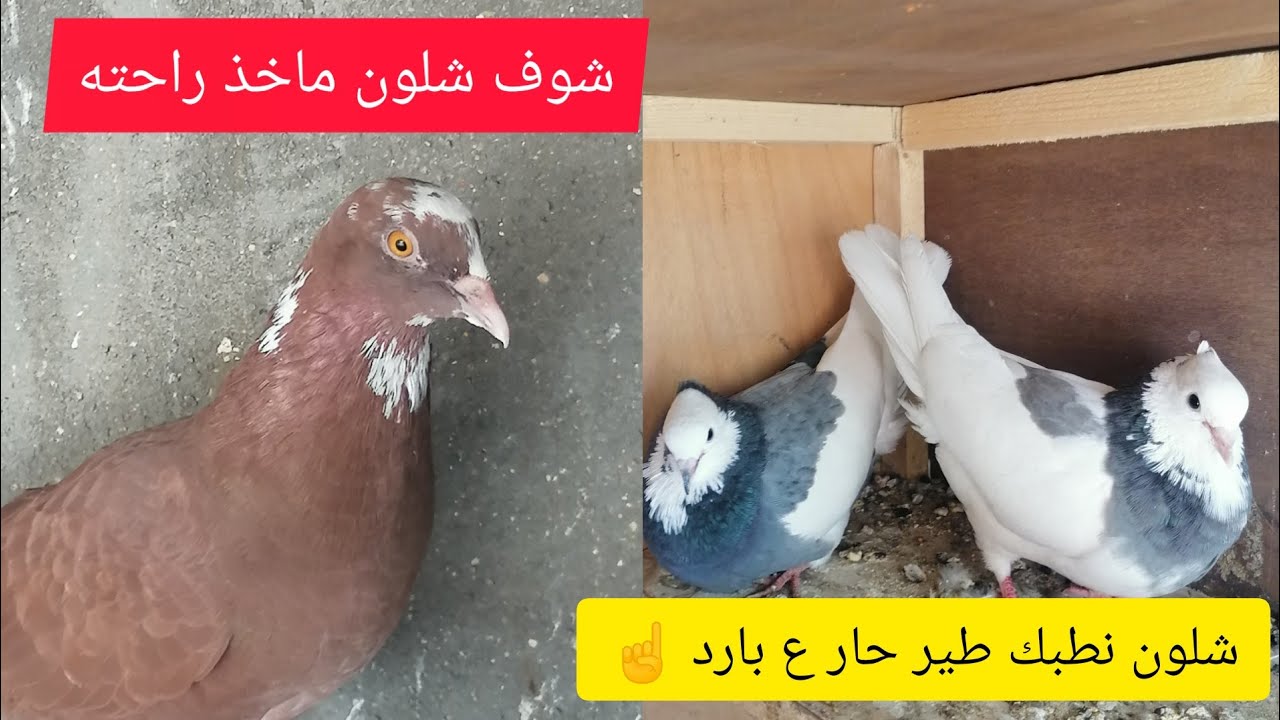 صيد اليوم... وشلون تطبك الزبيري اعرف الدم الحار للطير شتسوي بي