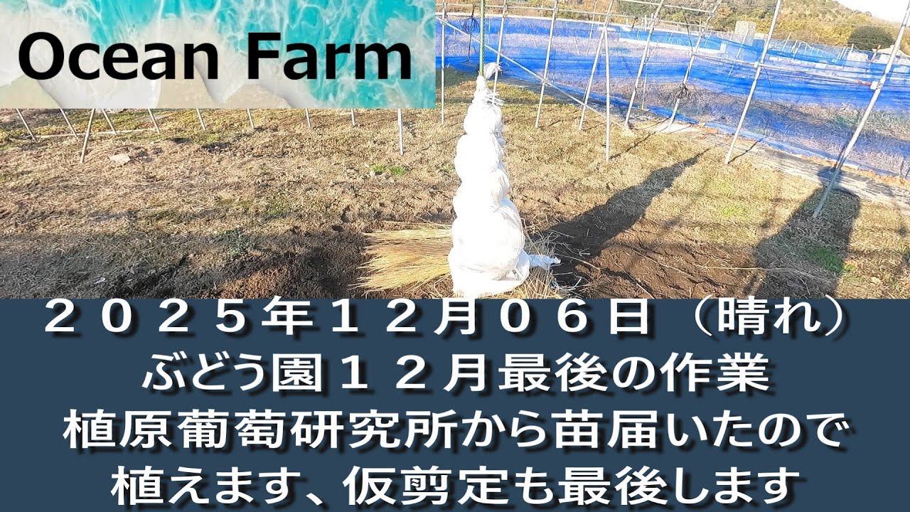 ぶどう園１２月の作業これでいったん終了です。植原葡萄研究所から苗も届きました、植えます