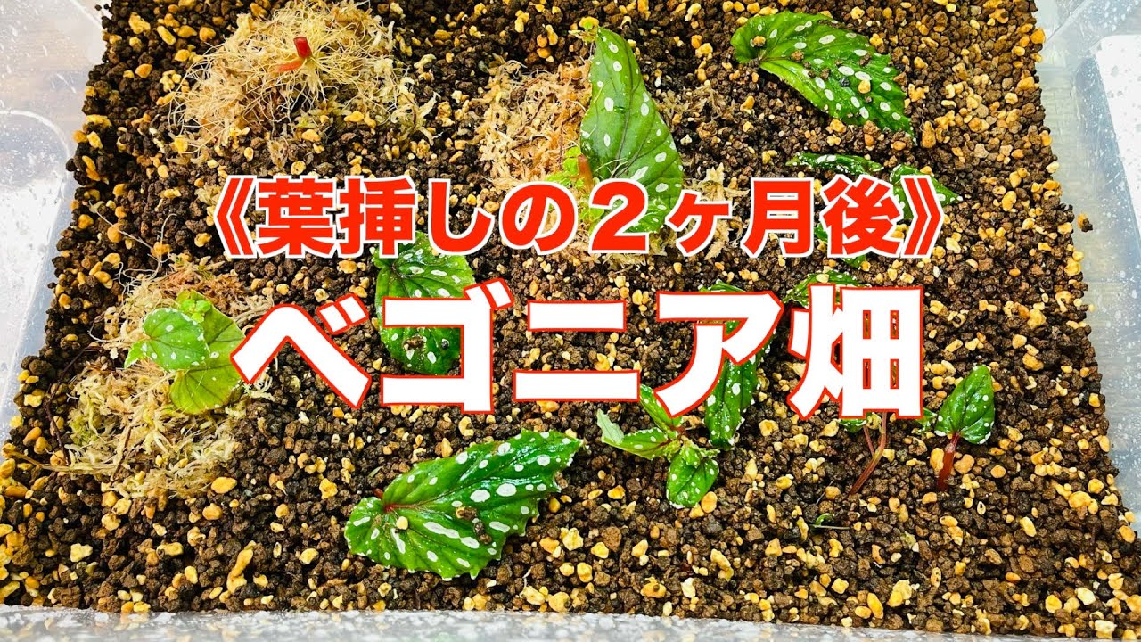 葉挿しから２ヶ月経つとどうなるのか ベゴニア畑を作る【パルダリウム・スタジオを作る㊴】