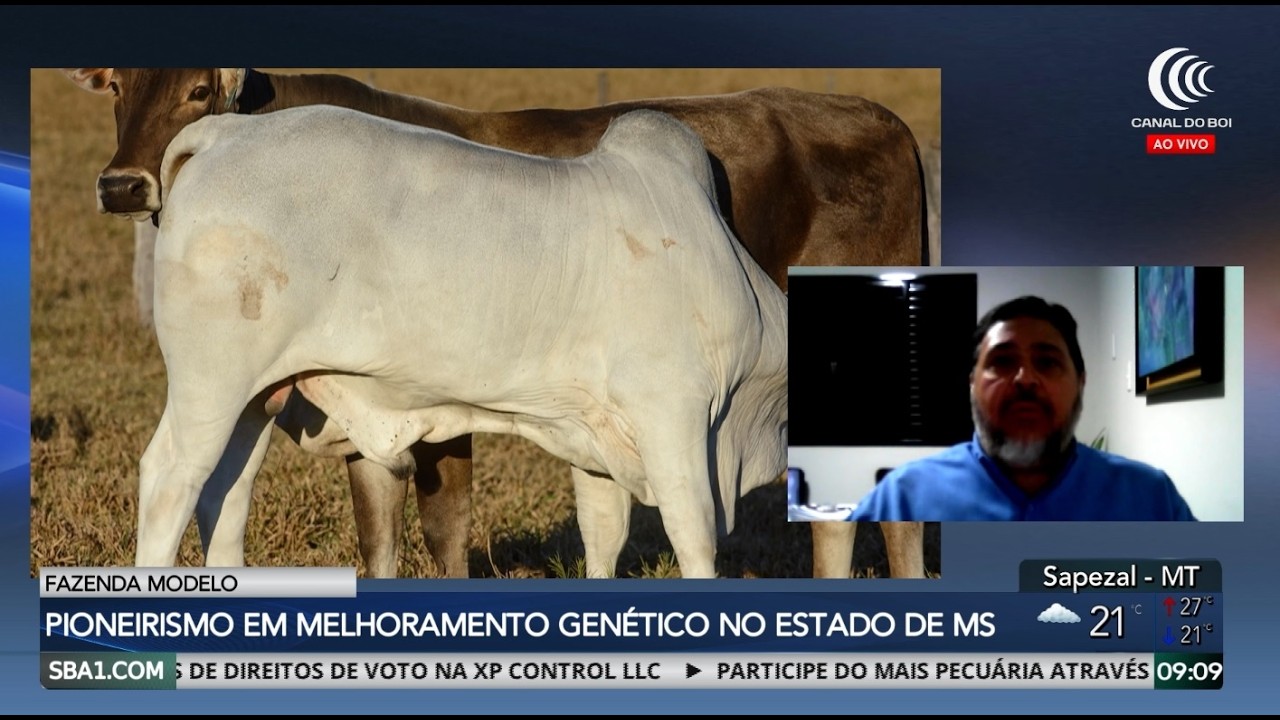 Pioneirismo da Fazenda Modelo é destaque na produção pecuária de Mato Grosso do Sul