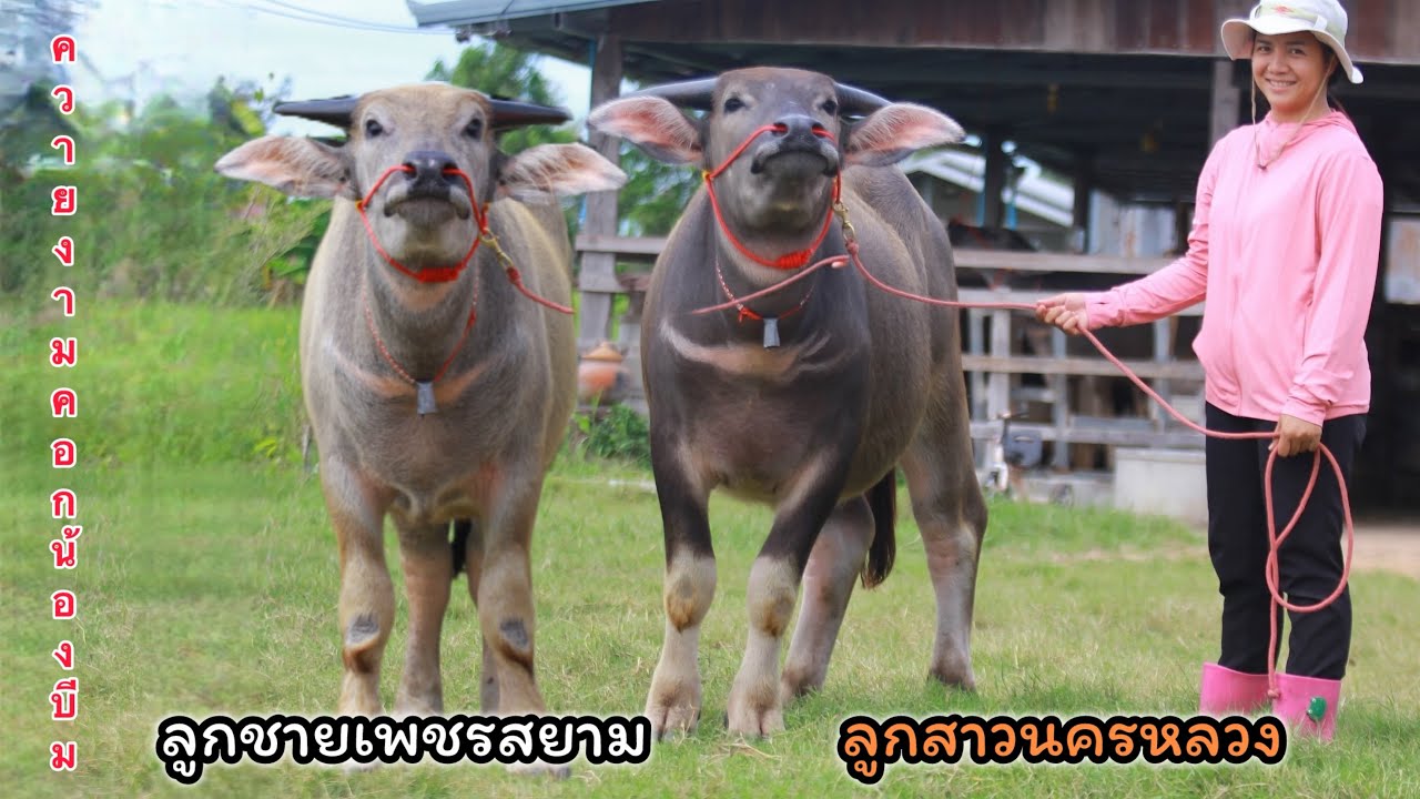 (23/10/68)แบ่งปันควายงามพันธุกรรมดี ลูกสาวนครหลวง ลูกชายเพชรสยาม คอกน้องบีม☎️082-679-1523