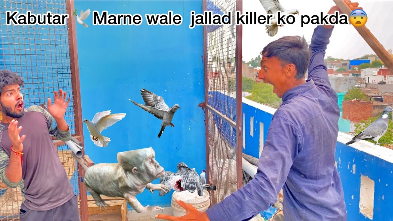 Kabutaro 🕊️ ko marne wala jallad killer 🥶pakad liya 😰😡 || killer attack on pigeon 🕊️😰