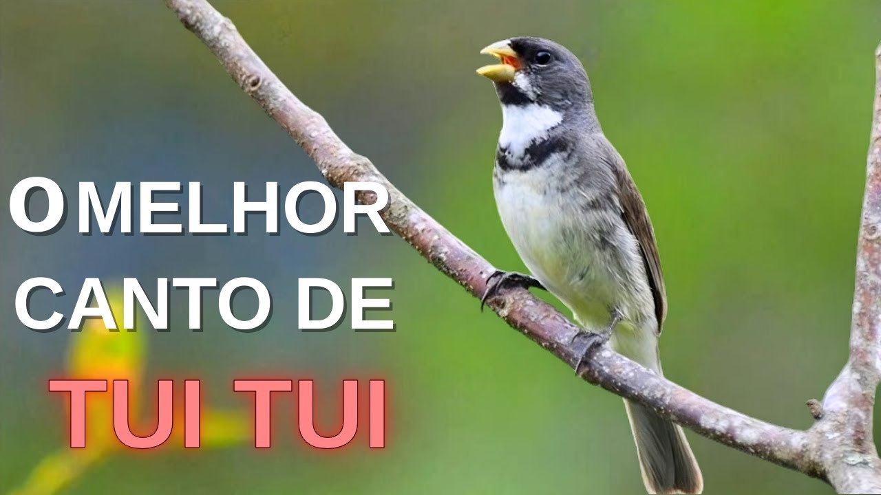 O MELHOR CANTO DE TUI TUI ZEL ZEL POR 10 HORAS