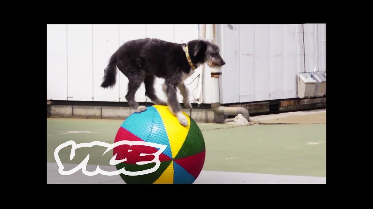 Cute Dog Circus! | The Cute Show