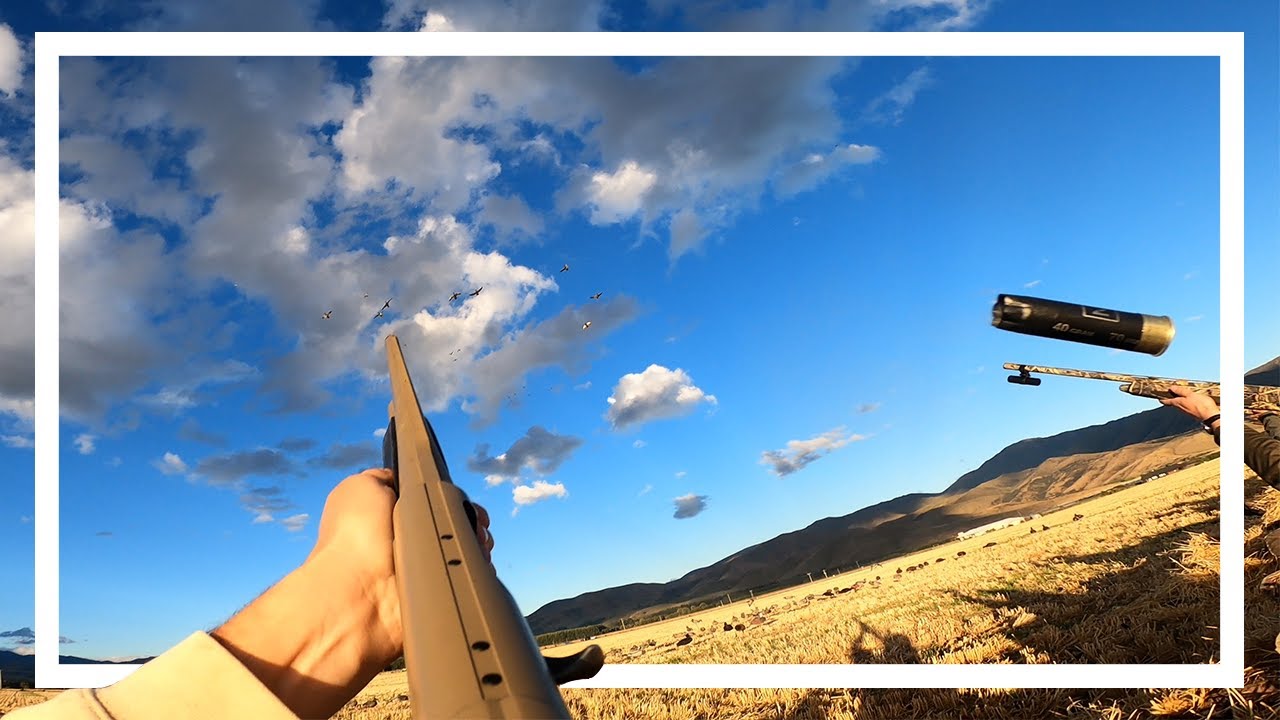 8 MAN LIMIT OF MALLARDS! New Zealand Summer Ducks Season