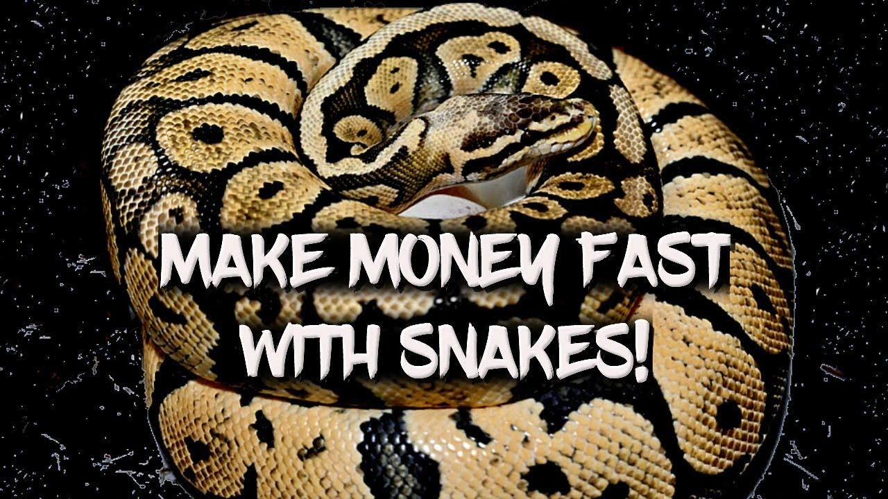 How to Make Money Fast with Ball Pythons!
