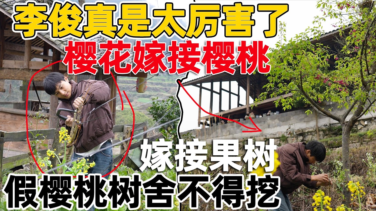 李俊买到了假樱桃树，种了三年都不开花结果，舍不得挖掉 用嫁接的方式补救