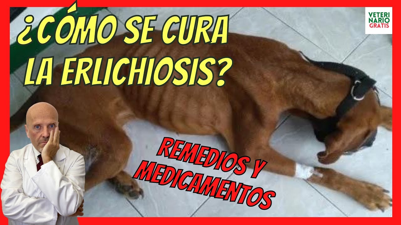 ERLICHIOISIS CANINA 🆘 QUE ES, SÍNTOMAS, FASES (TERMINAL, CRÓNICA..) DIAGNOSTICO Y TRATAMIENTO CASERO