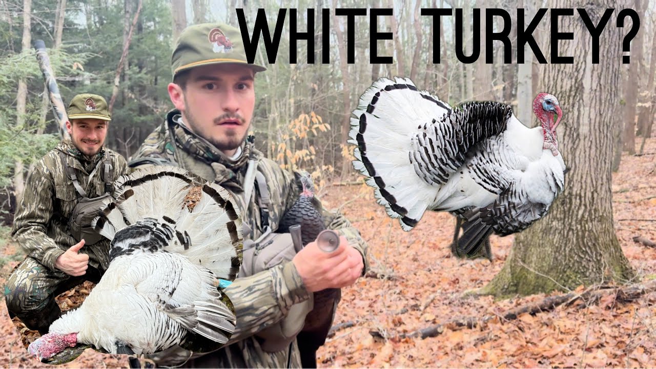 THE WHITE MICHIGAN TURKEY!?! OPENING DAY SUCCESS!! WILD? LEUCISTIC? SOMEBODY’S PET???