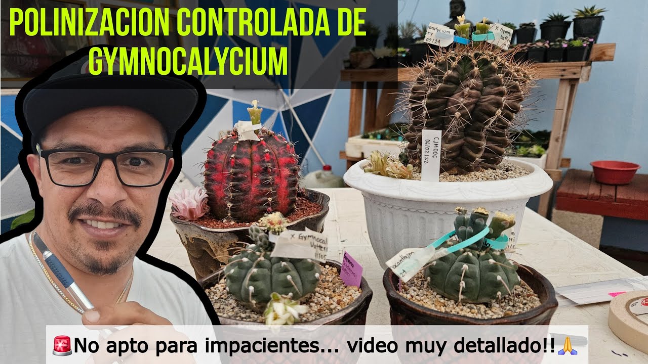 COMO POLINIZAR GYMNOCALYCIUM: ALL IN!!