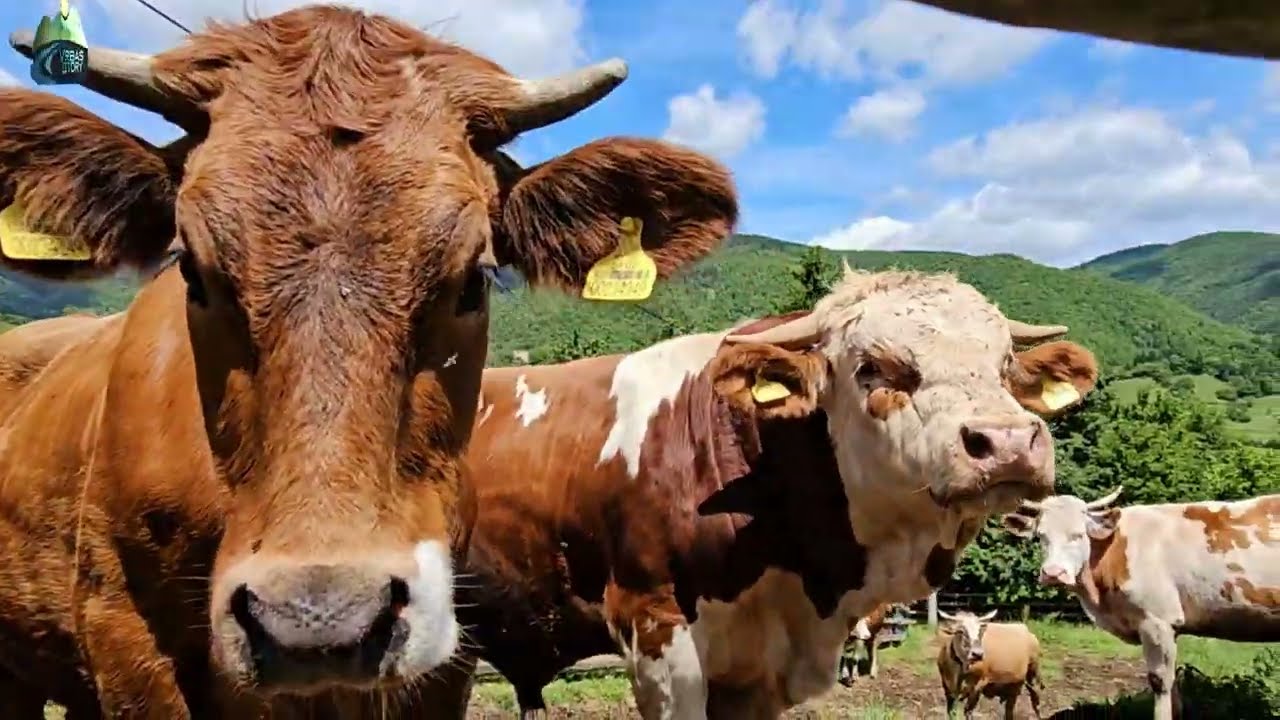 😲 Čudo neviđeno – pogledajte koliki je bik od samo 15 mjeseci! 🐂