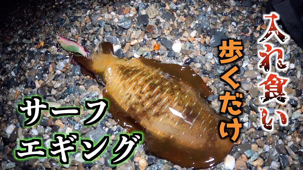 【エギング】歩けば歩くだけ釣れるサーフエギング！前兆からの確定演出も？