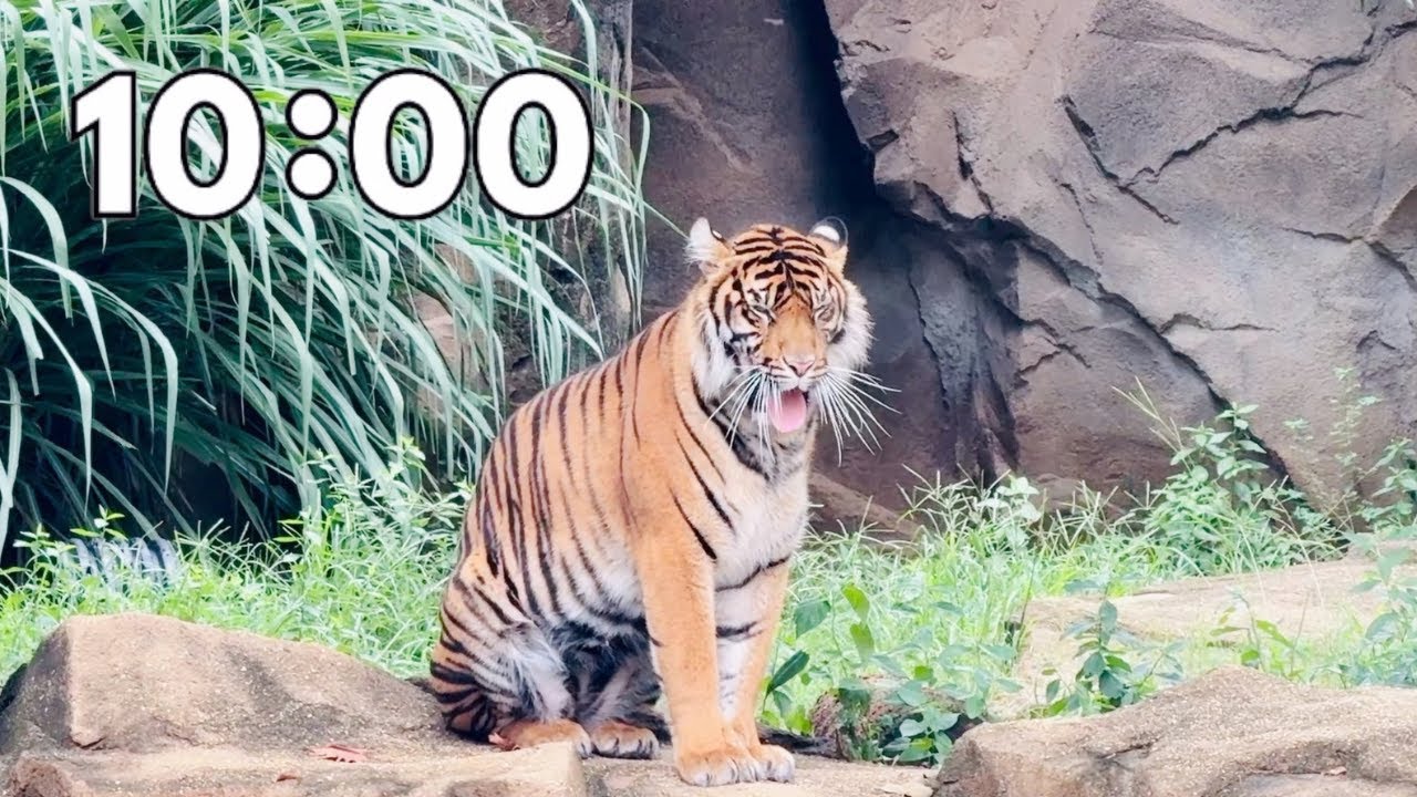 10 Minute Zoo Countdown Timer - Lions and Tigers and Bears, Oh My!