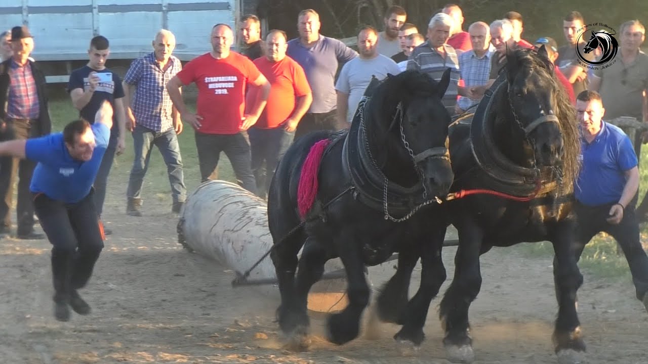 - MAKS I SOKO DUCELJE  DOMINANTNI NA TEŠKOJ BUKVI MAGLAJACA -