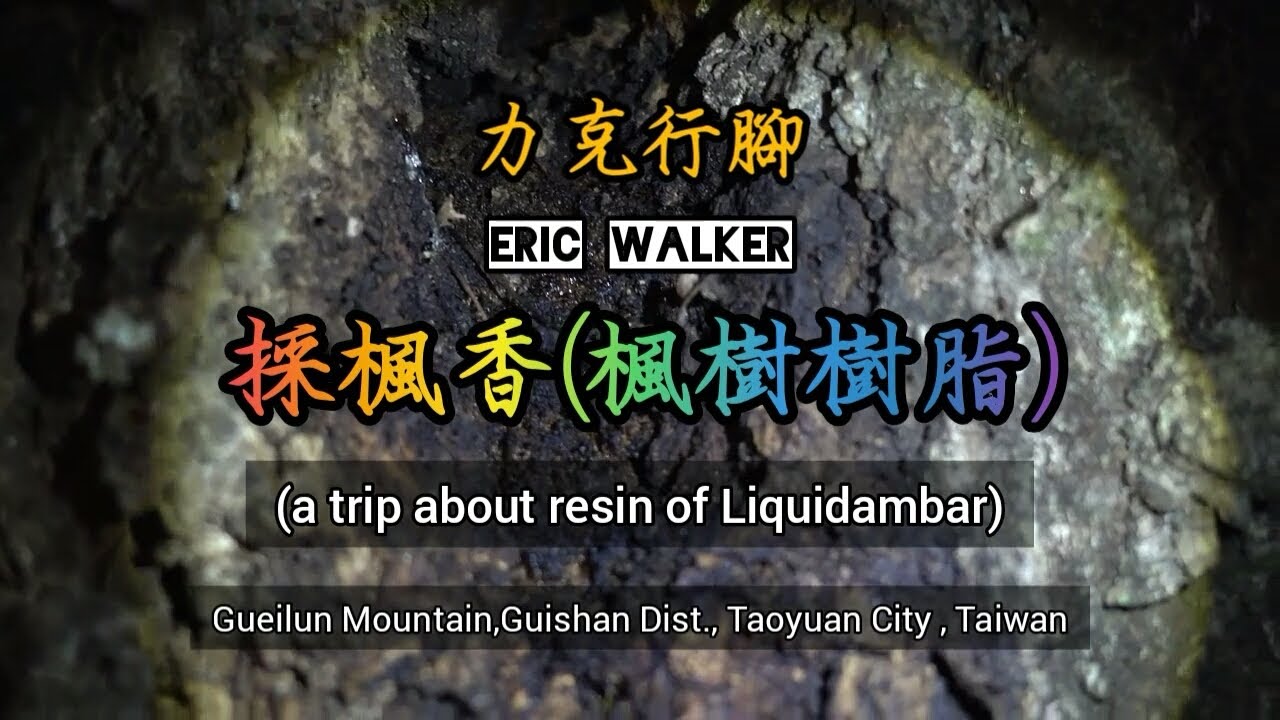 【力克行腳】採楓香(楓樹樹脂) | Liquidambar | Maple | Resin