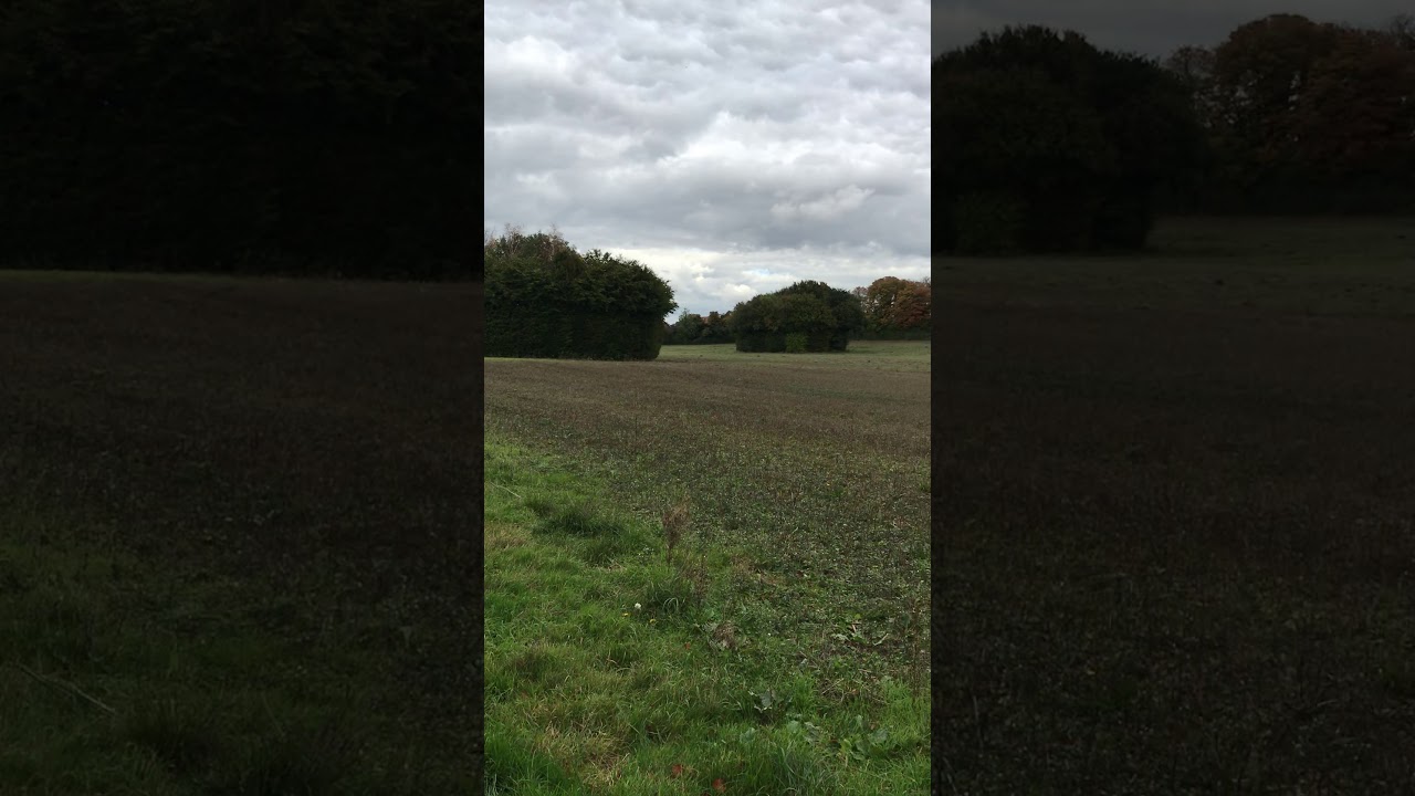 A treeline to the past: old railway South of Sutton Scotney seen from The Watercress Way