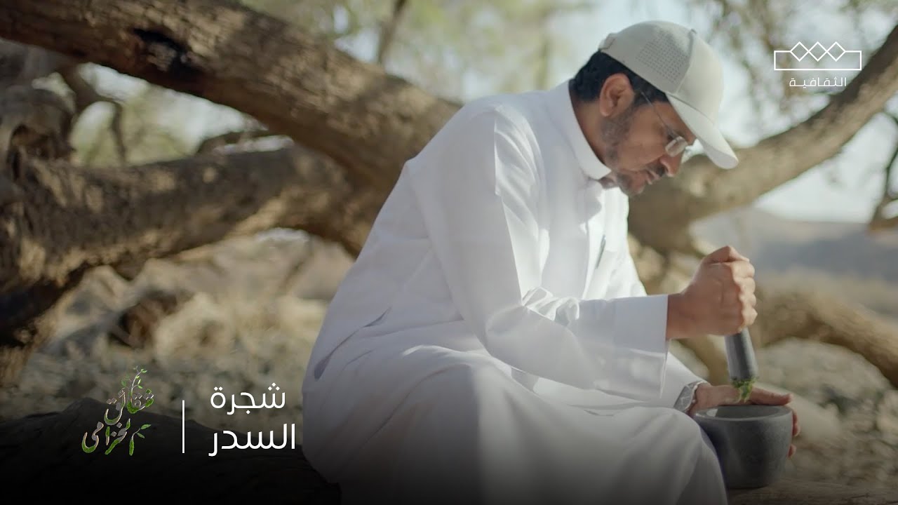 شقائق الخزامى | شجرة السدر