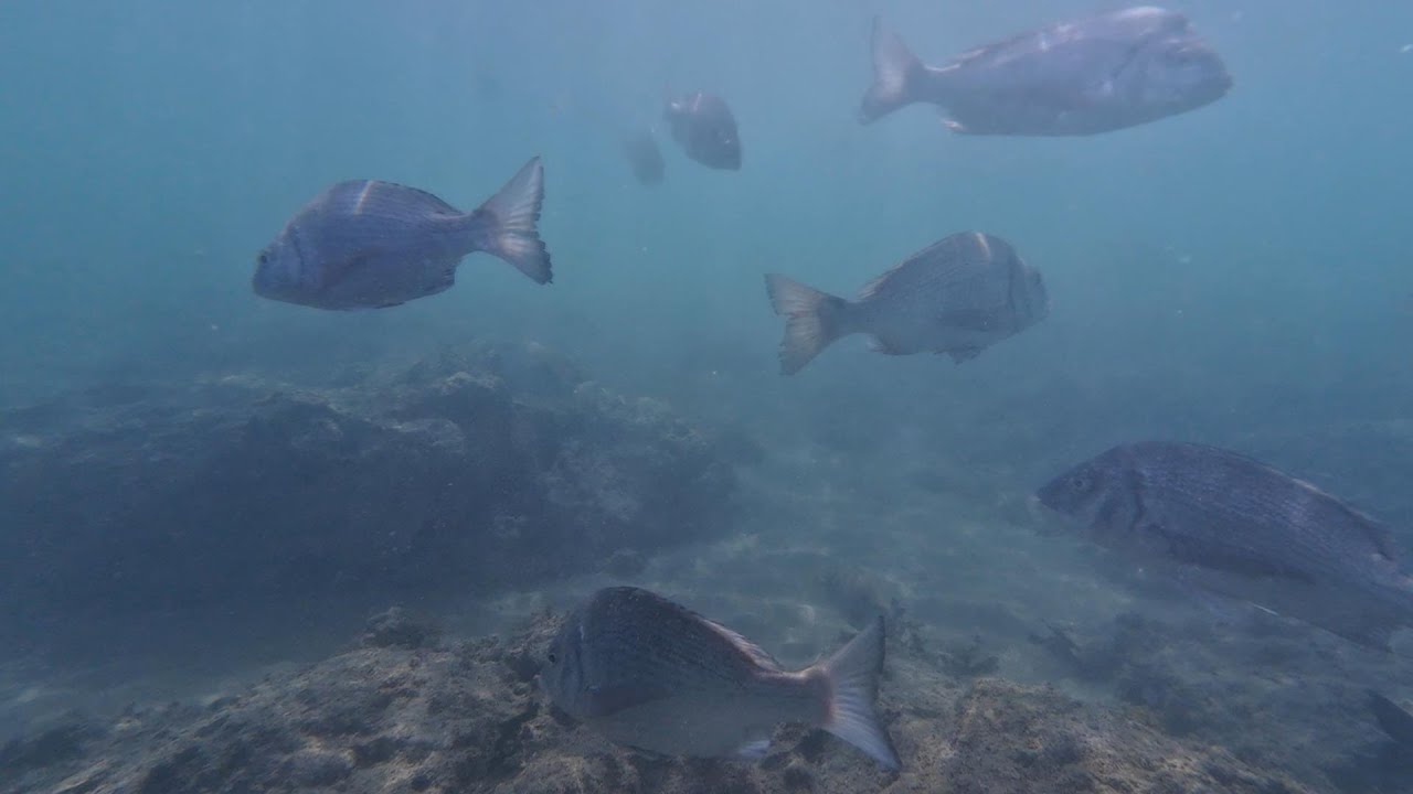 202/06/28(土) 素潜りで見た葉山の海