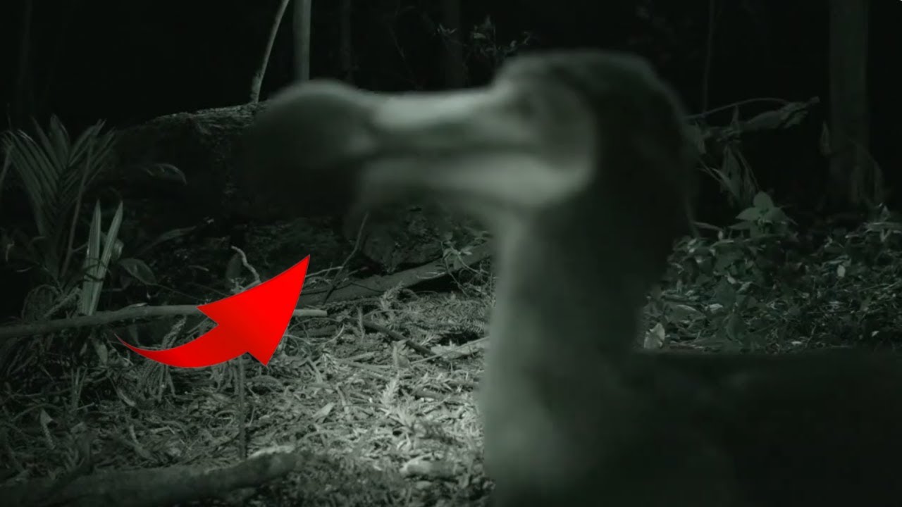 Mysterious Modern Day Sightings of the Dodo Bird