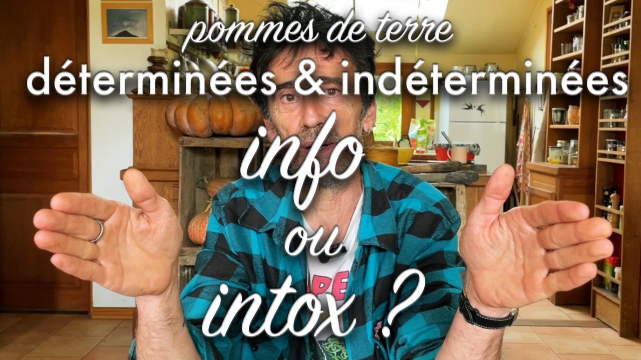 Pommes de terre à port déterminé ou indéterminé : comment les reconnaître ?