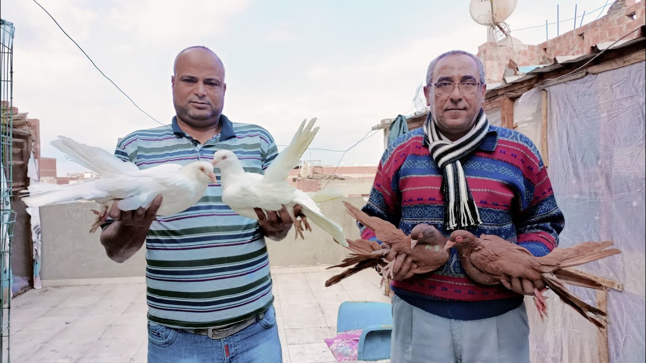 للبيع مزرعه حمام روماني مستويات قويه جدا عند الحاج علاء الكحكى01091923512#العناني