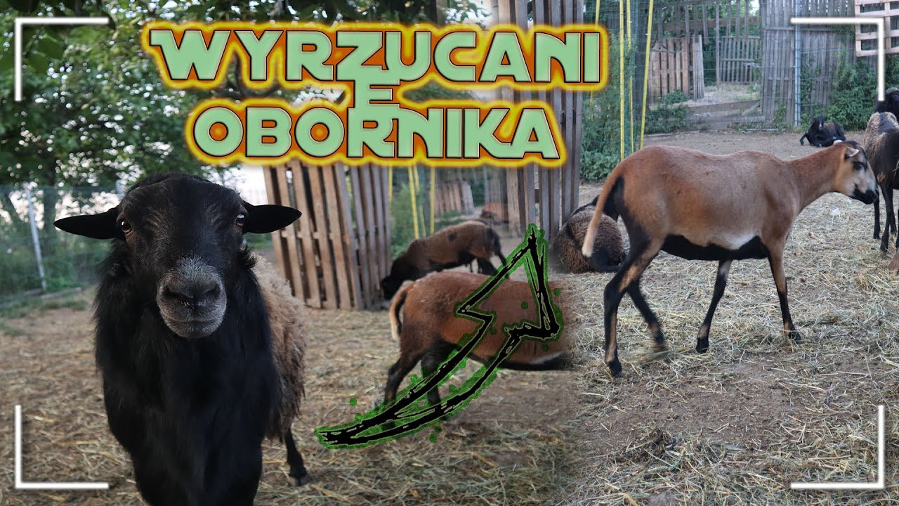 💩 owce kameruńskie wyrzucanie obornika💩 od owiec kameruńskich 2024🔥Rogatyfarmer