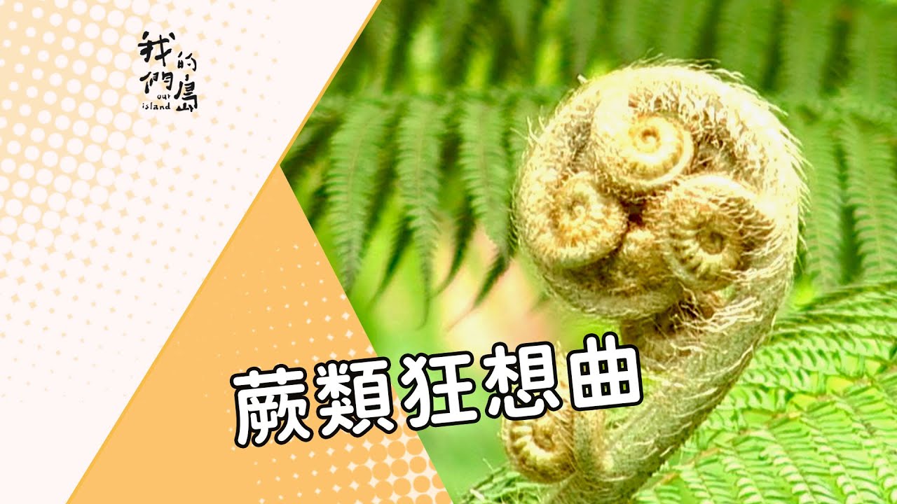 【蕨類植物】蕨類狂想曲｜台灣蕨類物種密度居世界之冠 (我們的島 第277集 2004-10-25)
