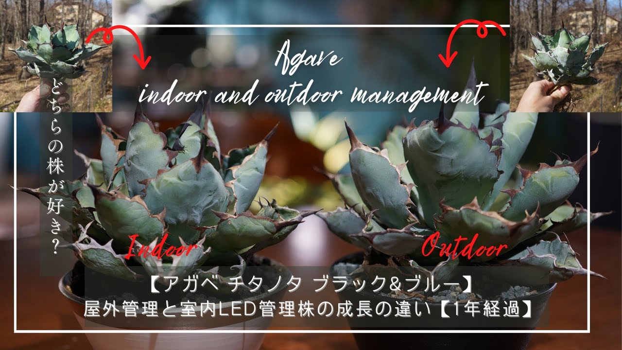 【アガベ チタノタ ブラック&ブルー】屋外管理と室内LED管理株の成長の違い【1年経過】